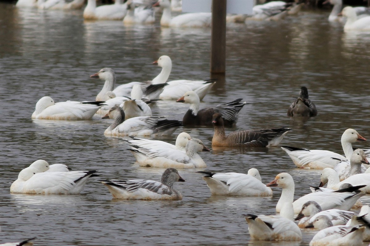 Pink-footed Goose - ML215835191