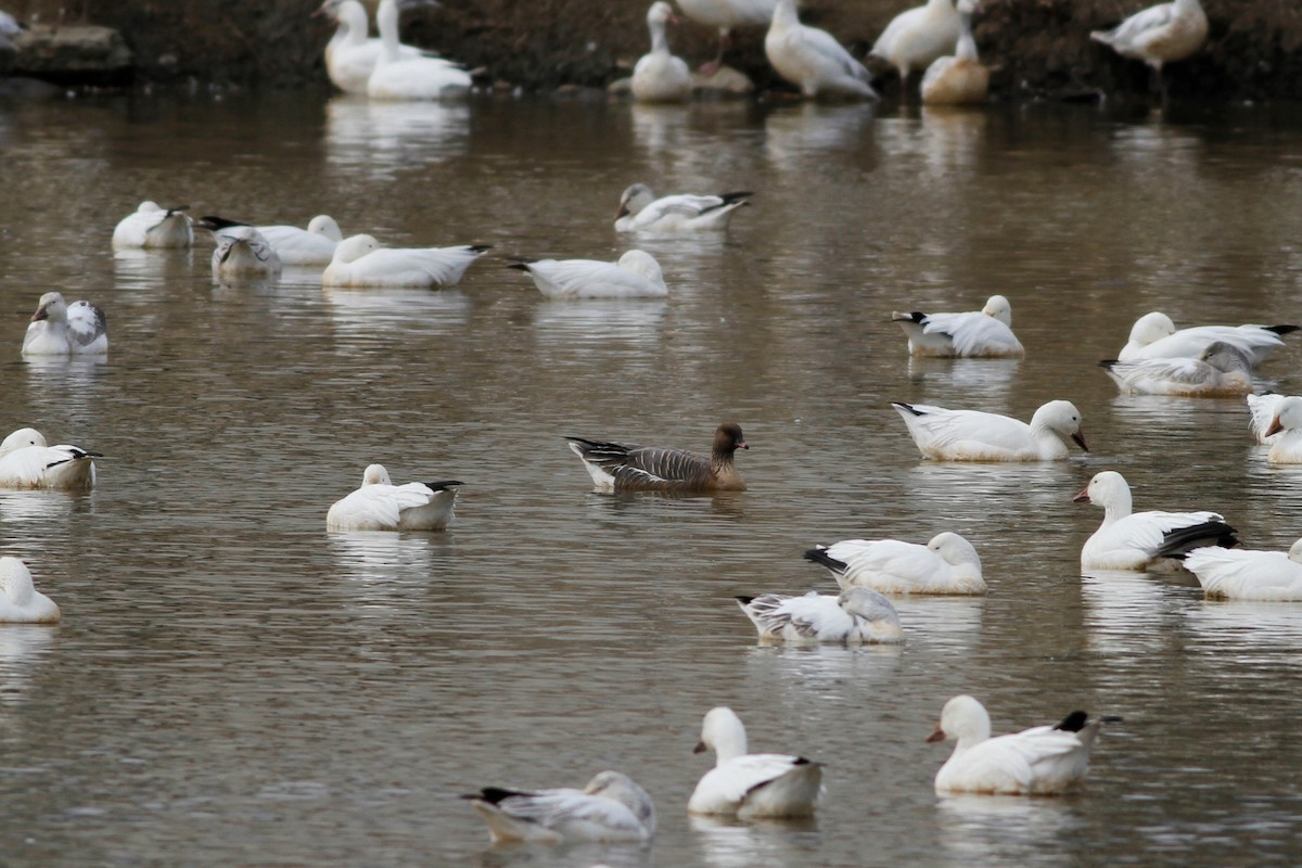 Pink-footed Goose - ML215835201