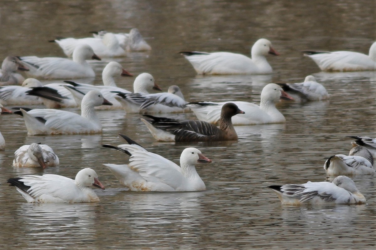 Pink-footed Goose - ML215835211