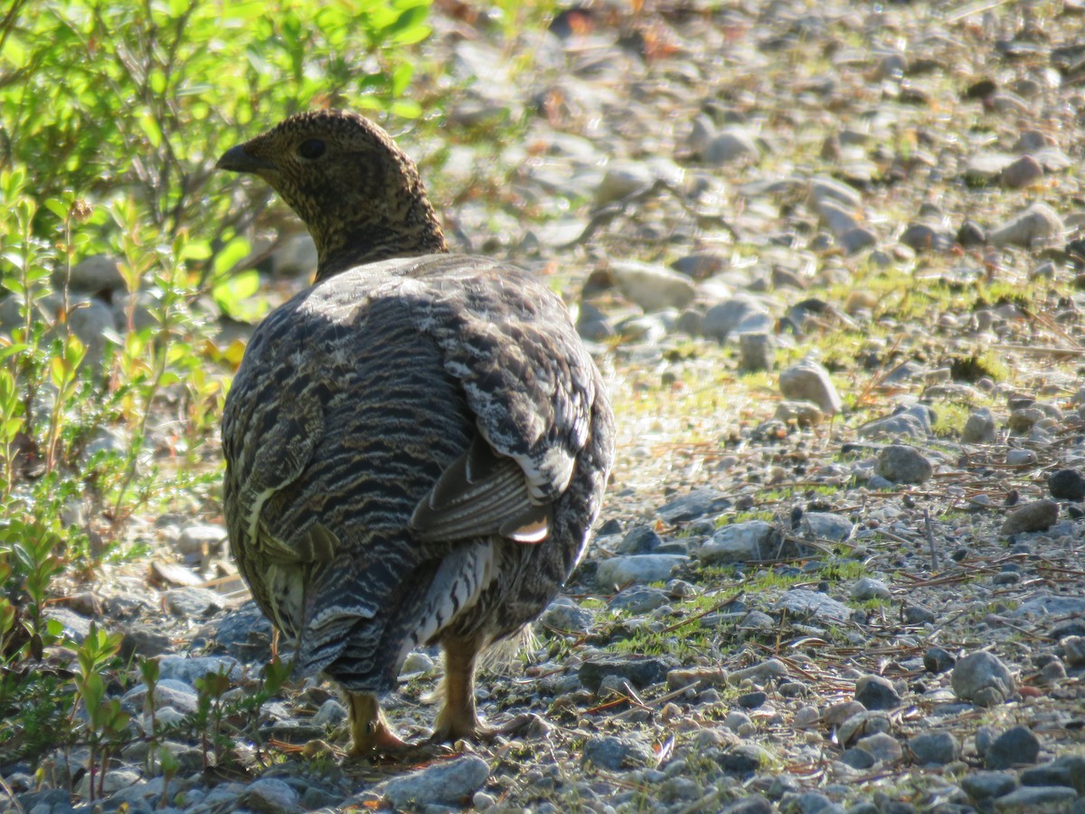 クロライチョウ - ML215838421