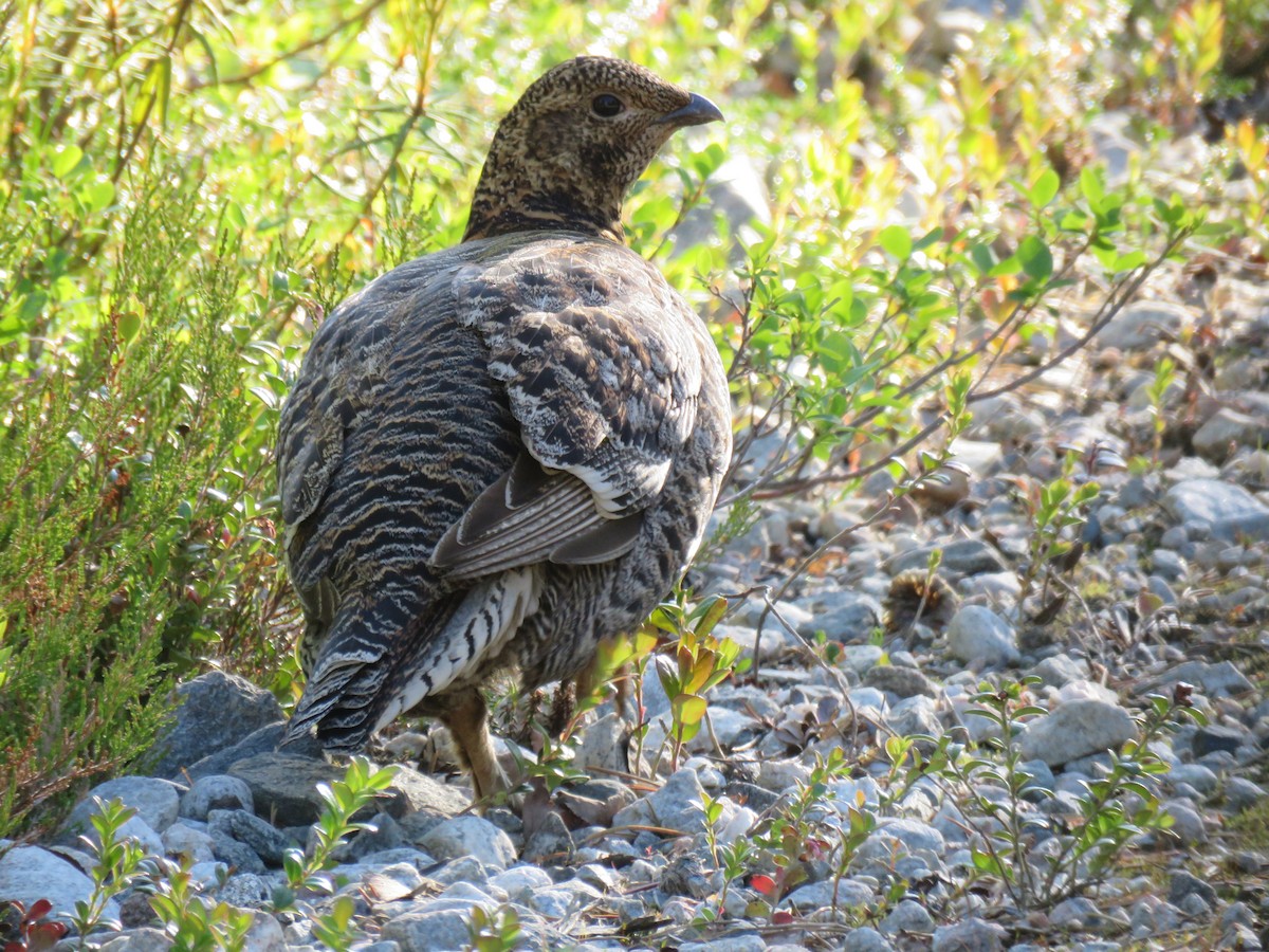 クロライチョウ - ML215838441