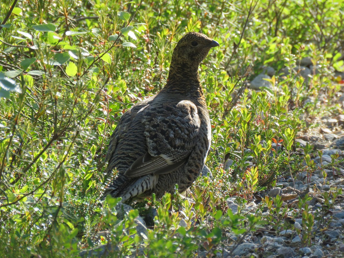 クロライチョウ - ML215838471