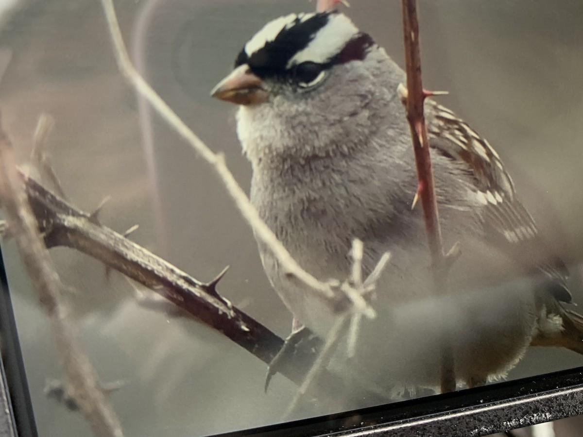 White-crowned Sparrow - Mandy Roberts