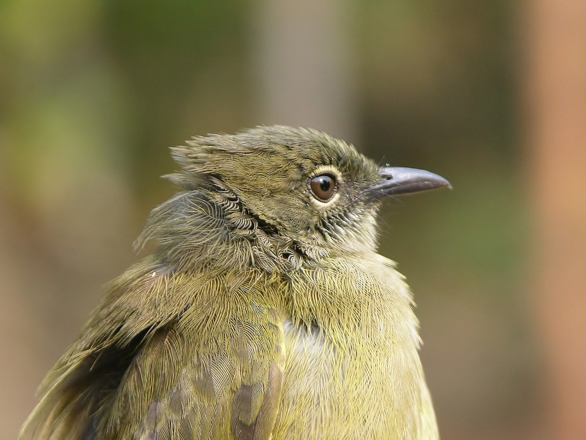 Plain Greenbul (curvirostris) - Tony King