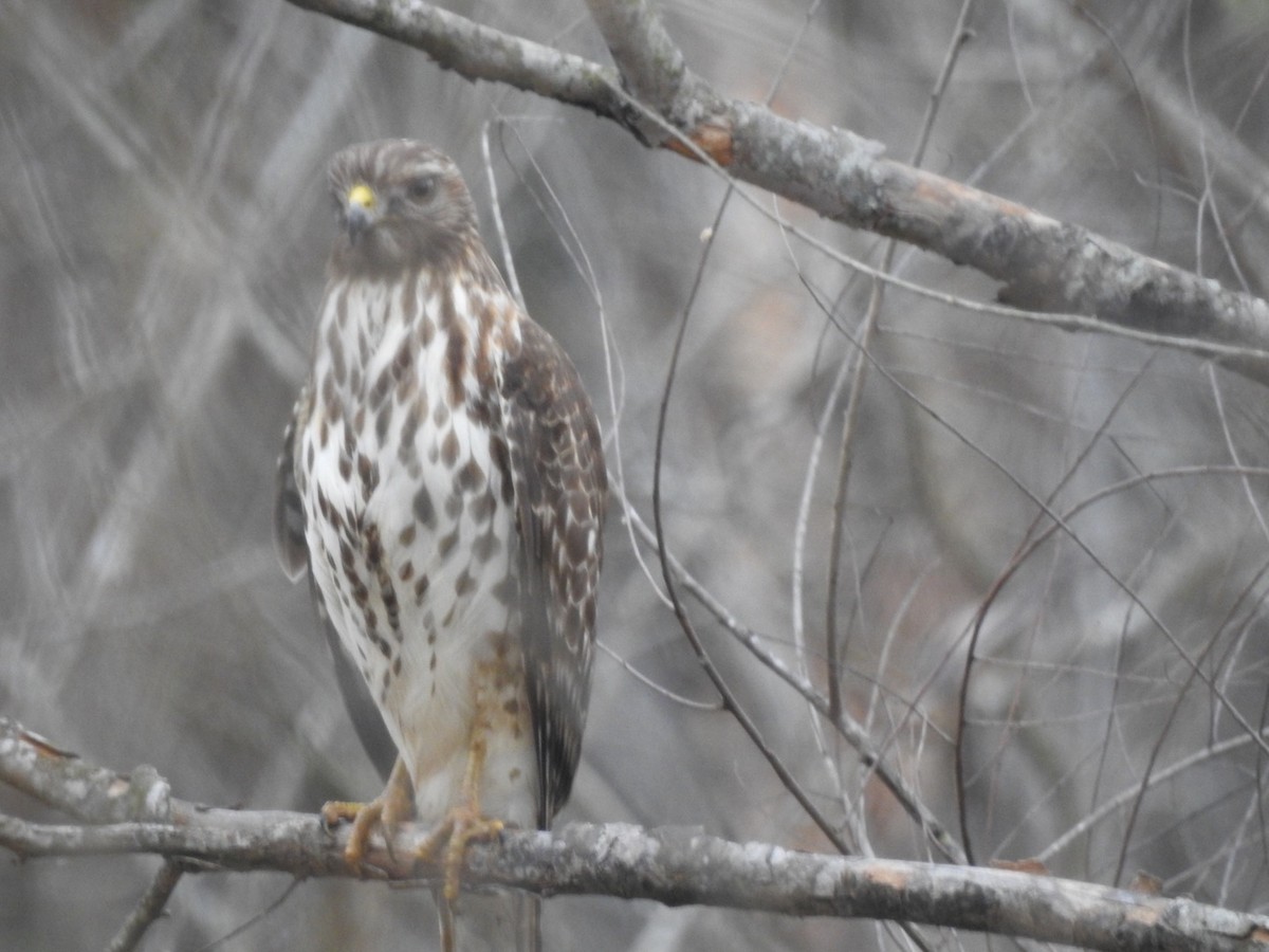 Red-shouldered Hawk - ML215839241
