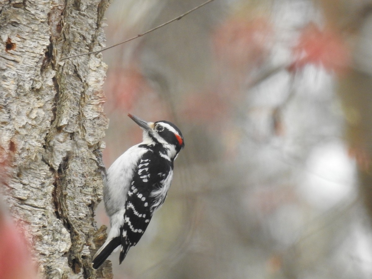 Hairy Woodpecker - ML215839491