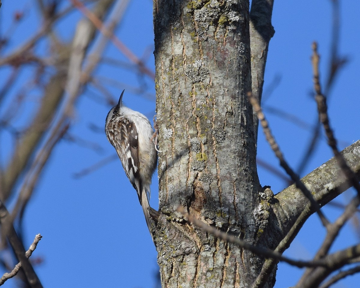 Brown Creeper - David Kennedy