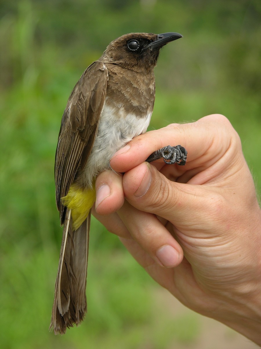 Common Bulbul - Tony King