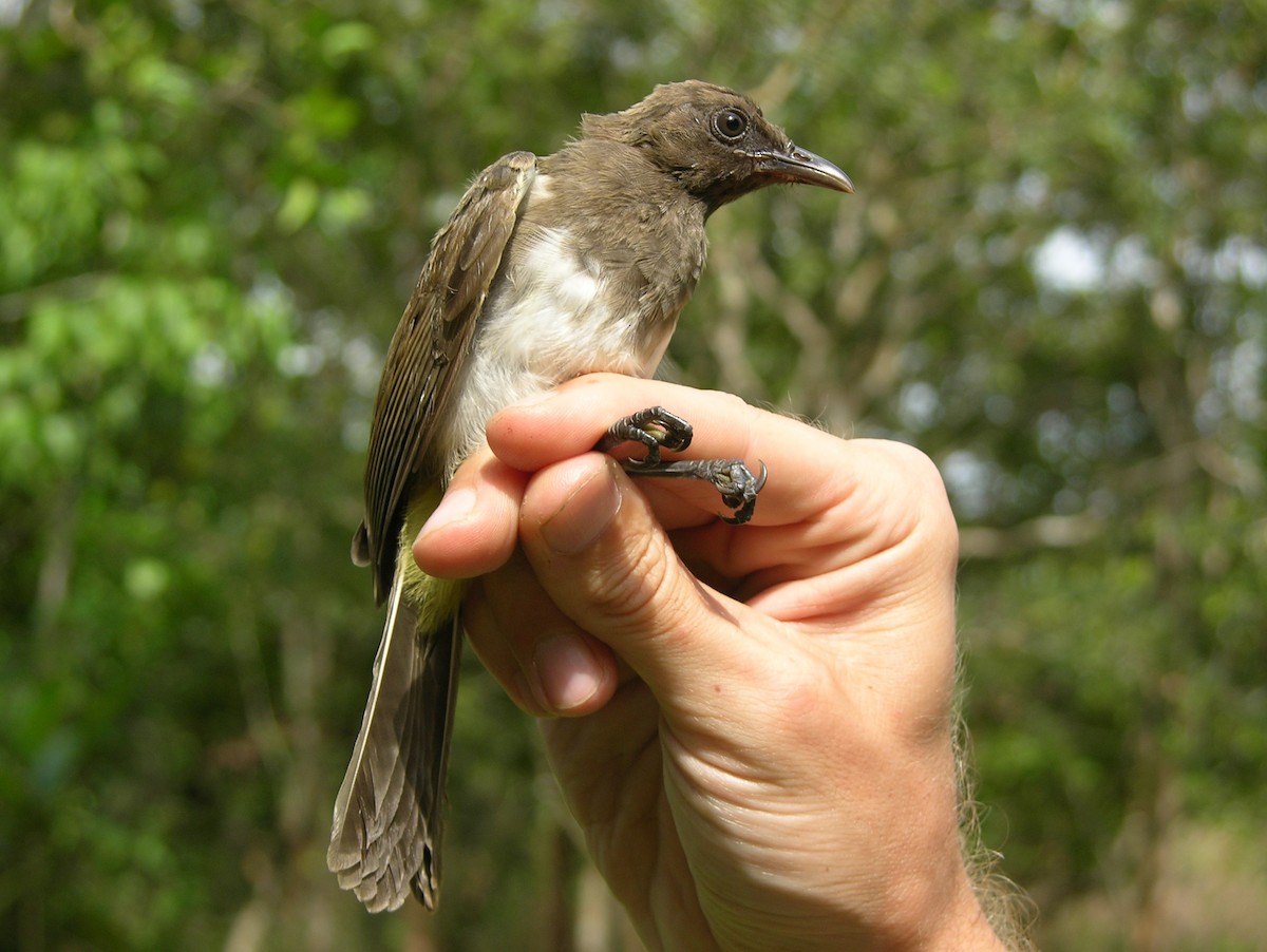 Bulbul des jardins (groupe tricolor) - ML215840731