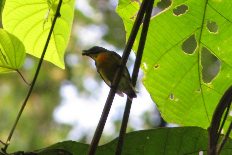 Yellow-rumped Flowerpecker - ML215841251