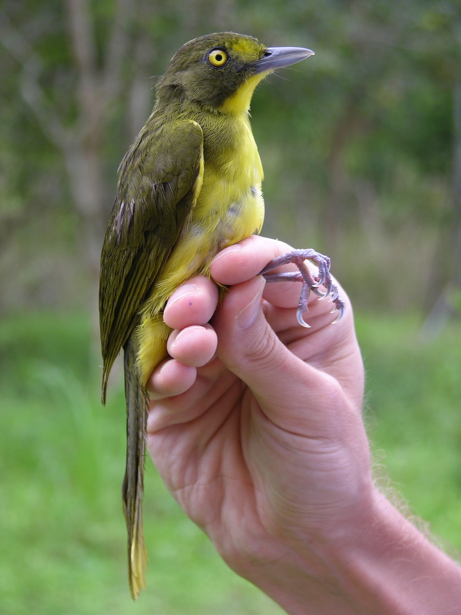 Lesser Bristlebill (Yellow-eyed) - ML215841381