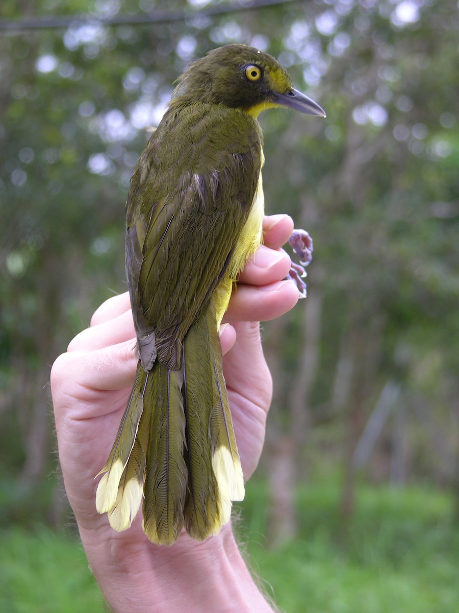 Lesser Bristlebill (Yellow-eyed) - Tony King