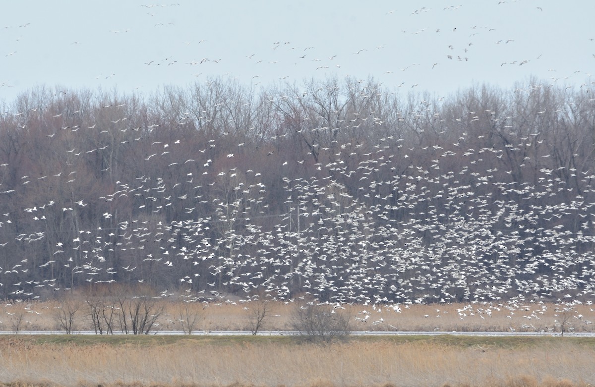 Snow Goose - ML215841911