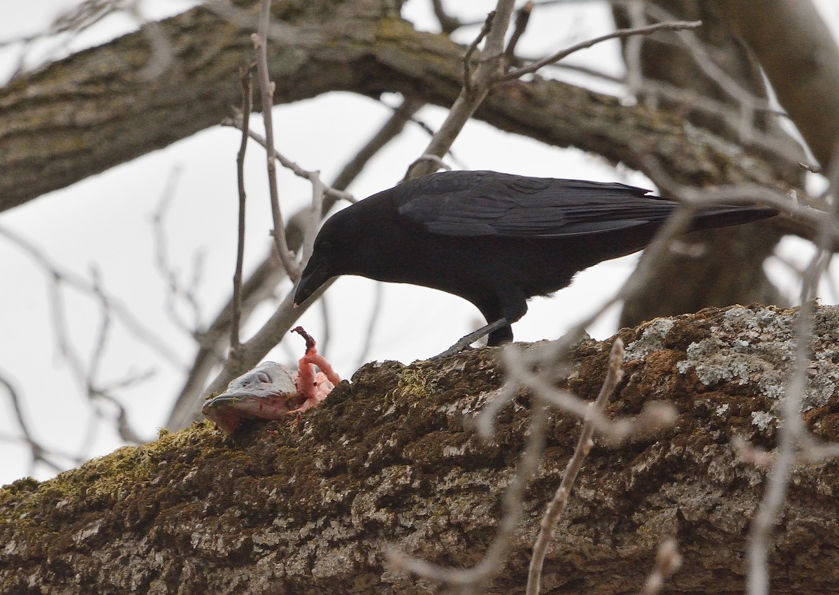 American Crow - ML215843171