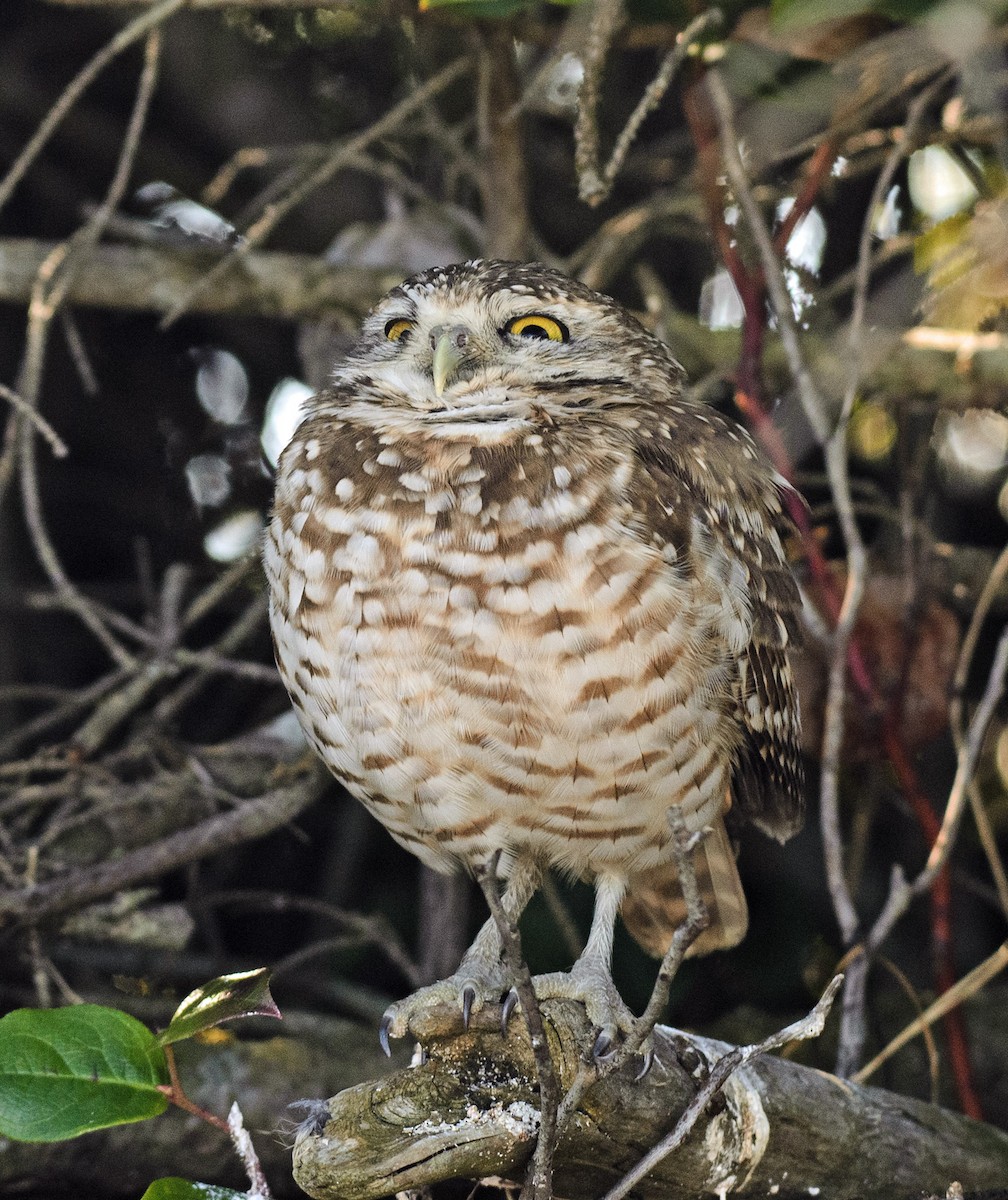 Burrowing Owl - ML215843551