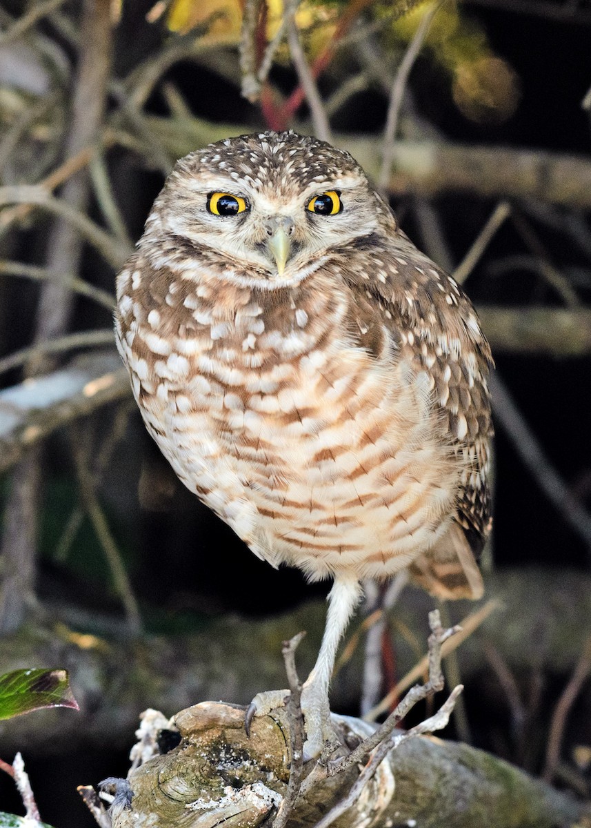 Burrowing Owl - ML215843561