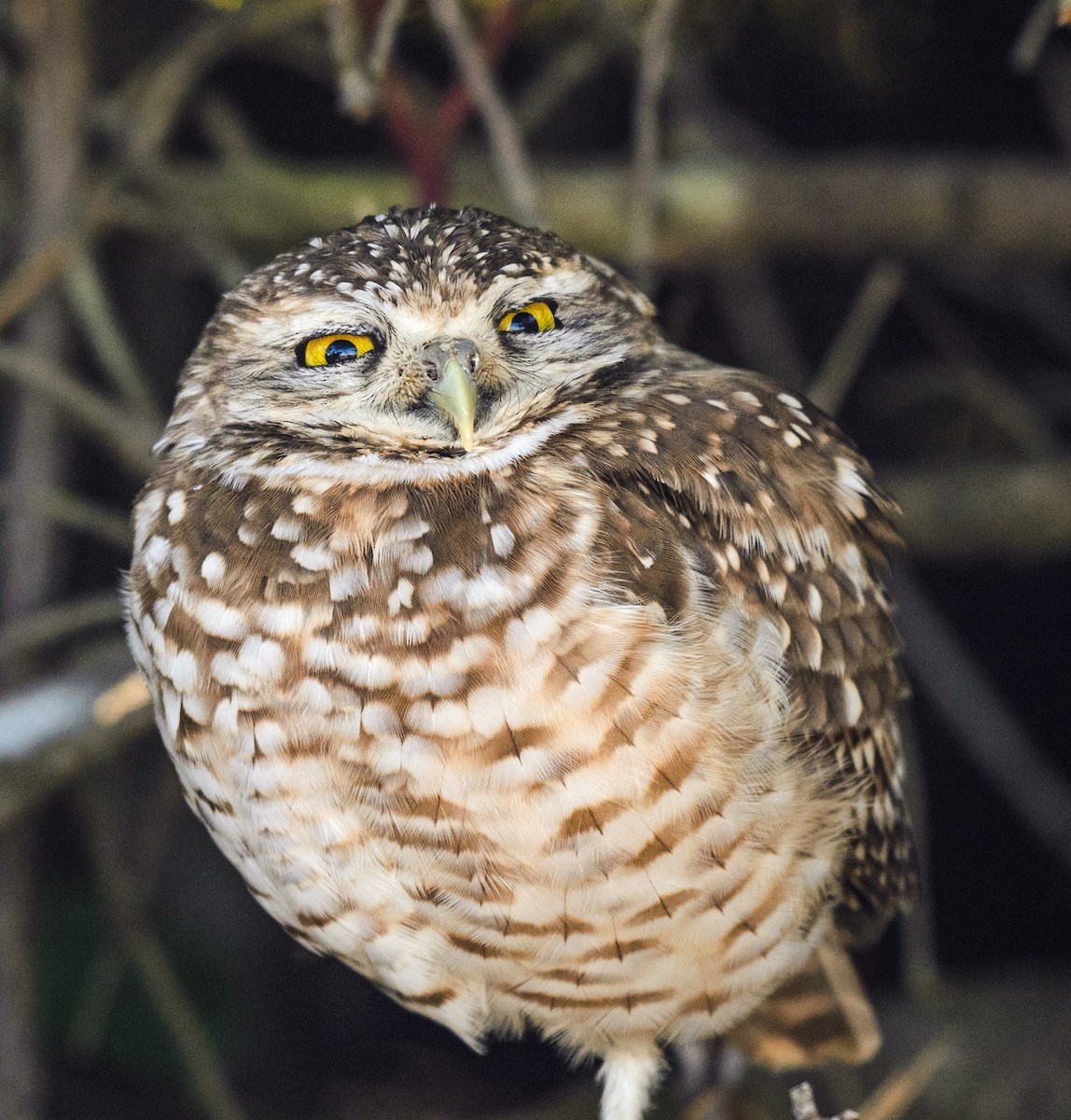 Burrowing Owl - ML215843571