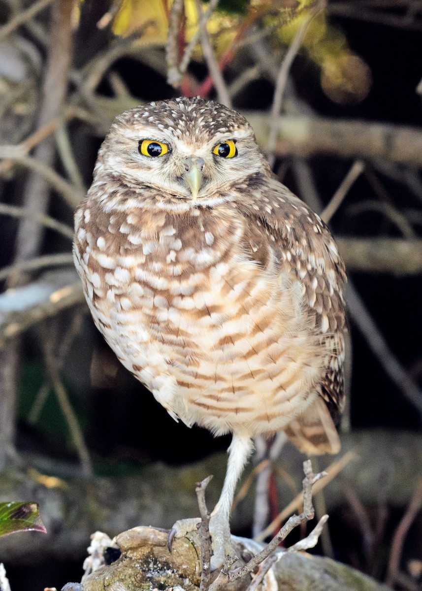 Burrowing Owl - ML215843581