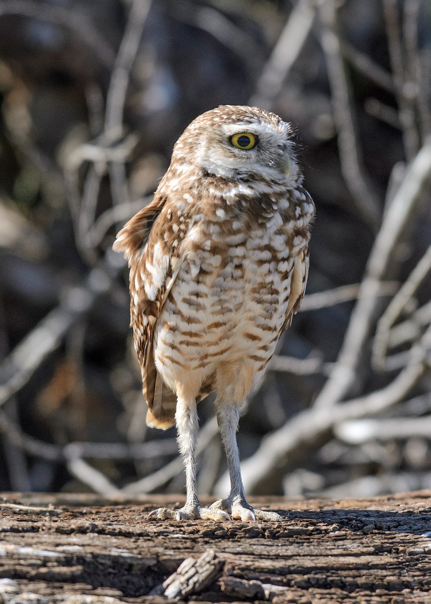 Burrowing Owl - ML215843591