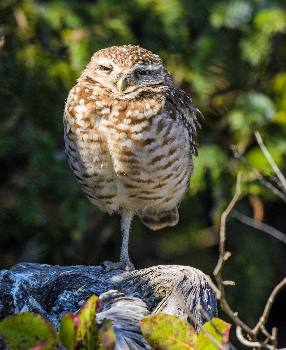 Burrowing Owl - ML215843601