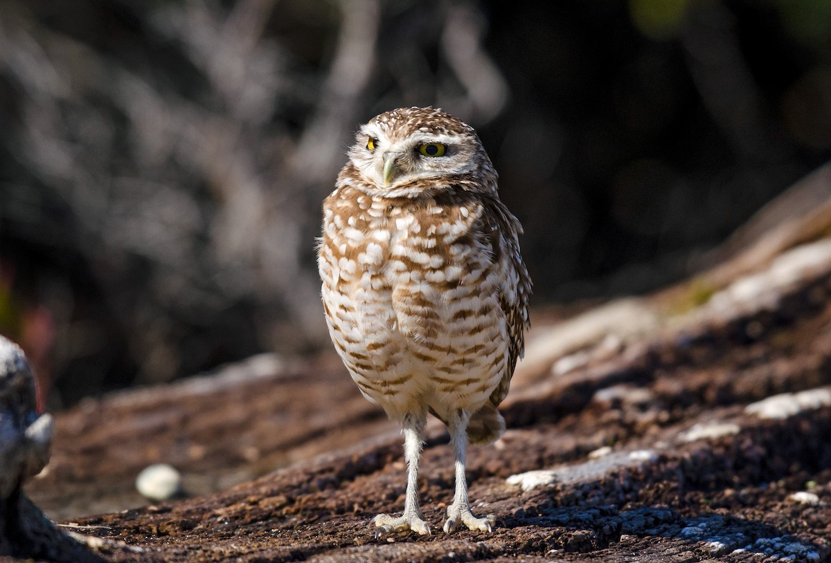 Burrowing Owl - ML215843611