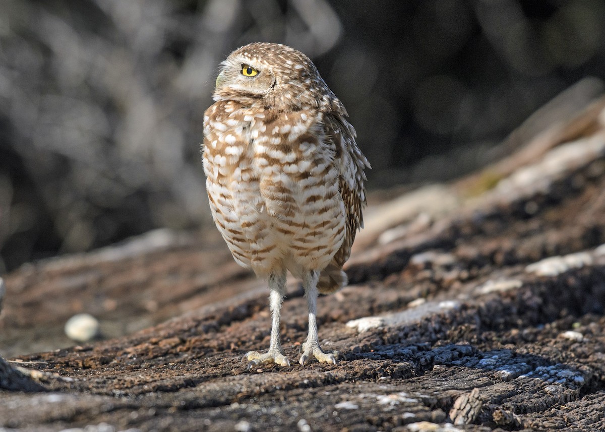 Burrowing Owl - ML215843641