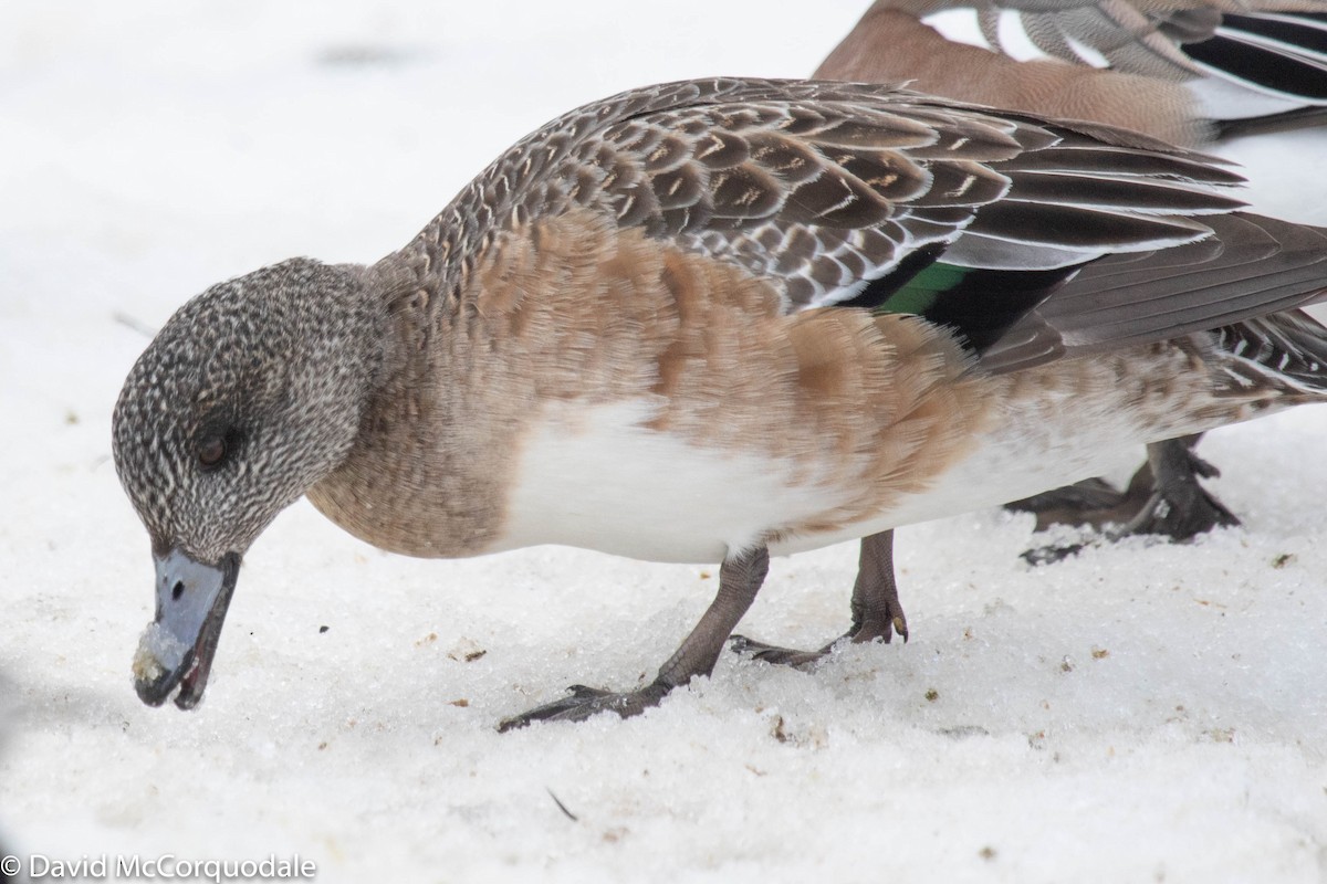 American Wigeon - ML215843931