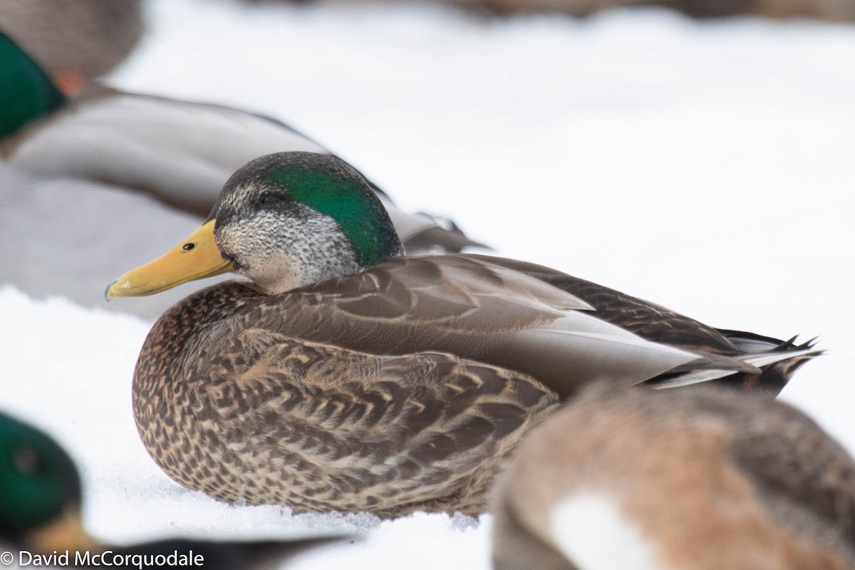 Mallard x American Black Duck (hybrid) - ML215843991