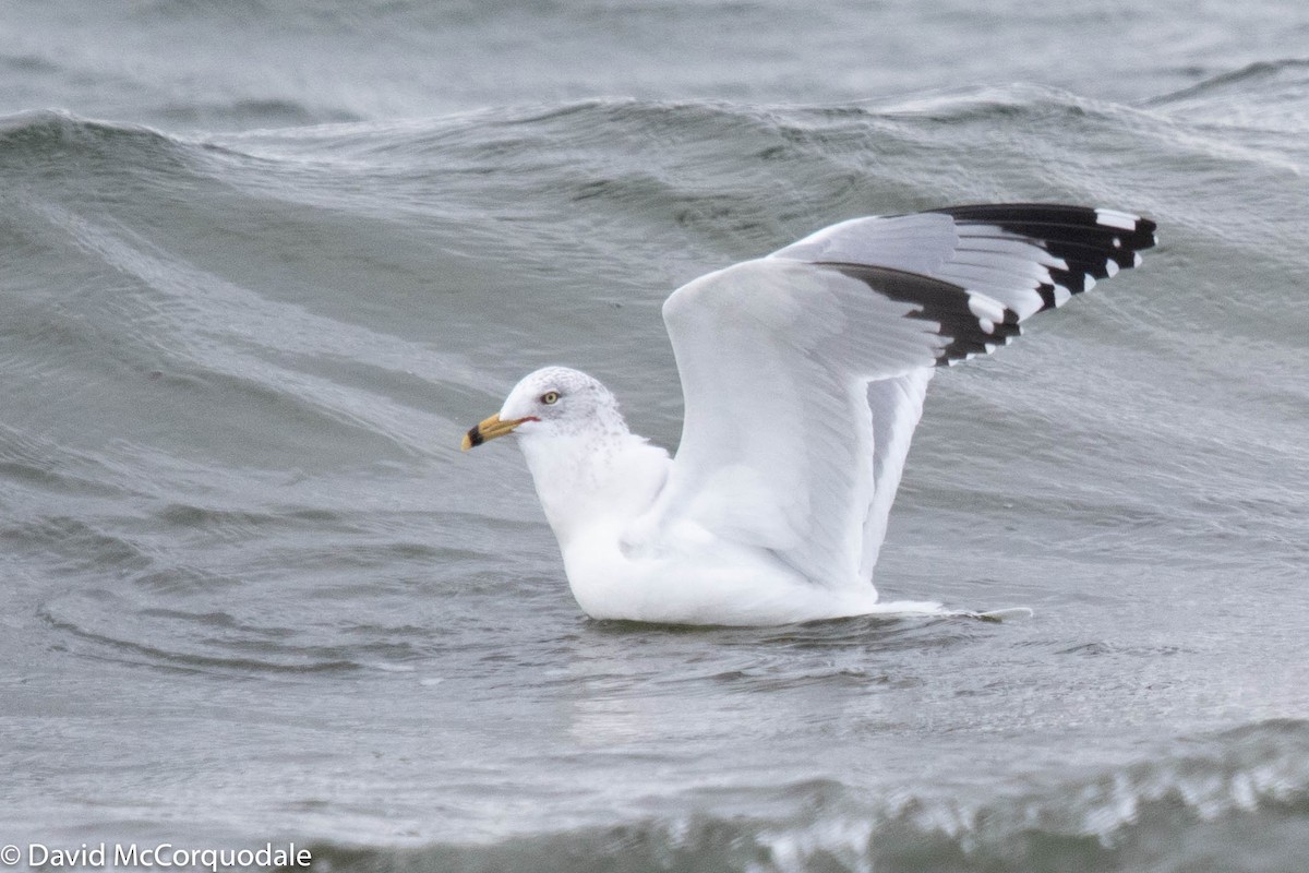 Ring-billed Gull - ML215844061