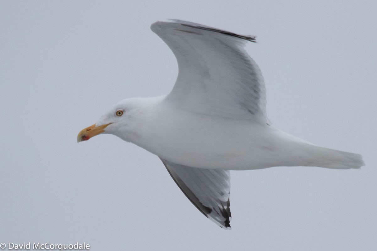 Herring Gull (American) - ML215844151