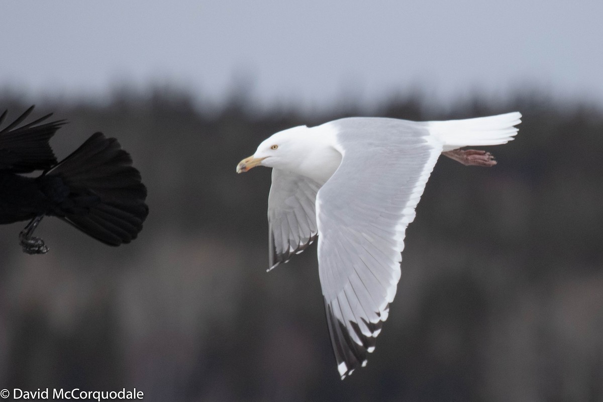 Herring Gull (American) - David McCorquodale