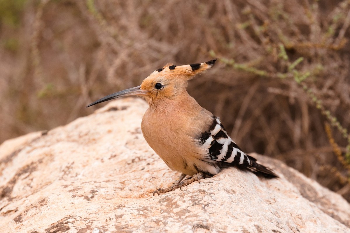 Eurasian Hoopoe - Ric Else