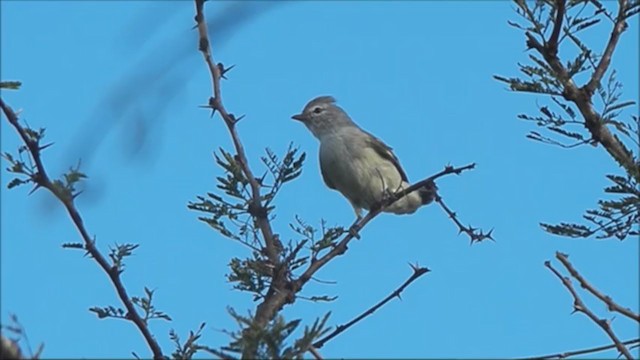 Southern Beardless-Tyrannulet - ML215845501