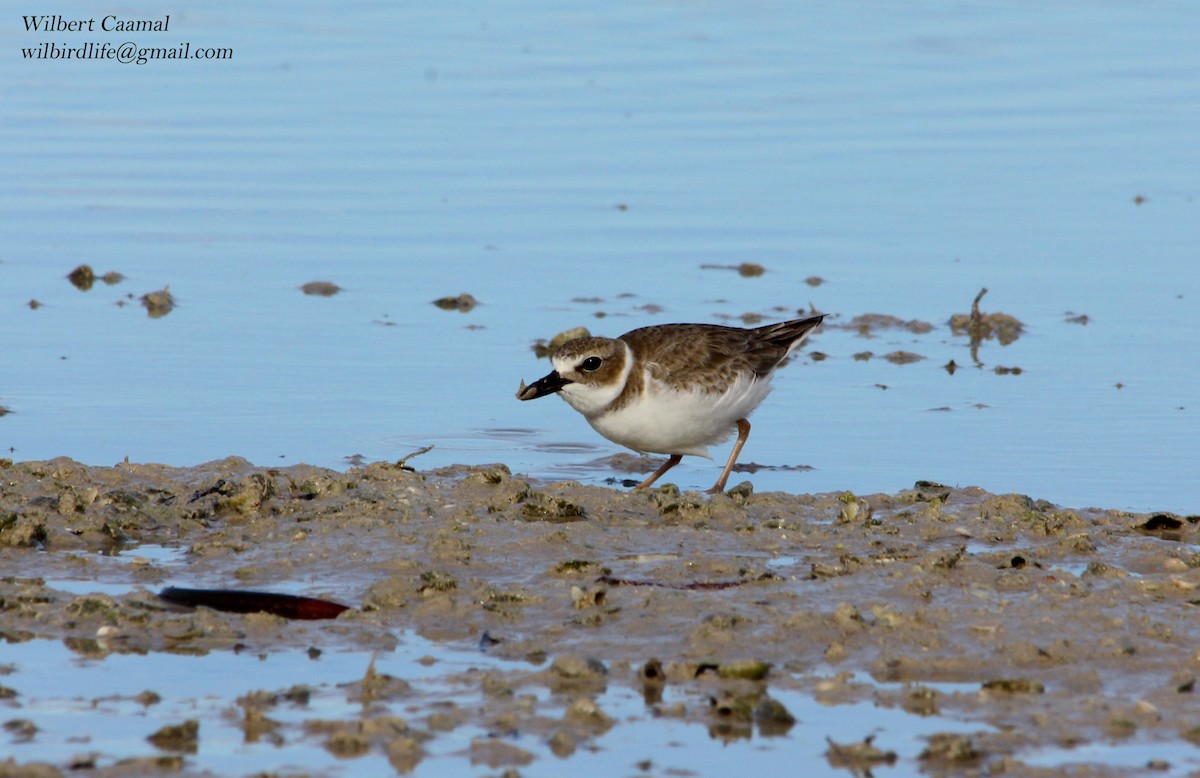 Wilson's Plover - ML21584801