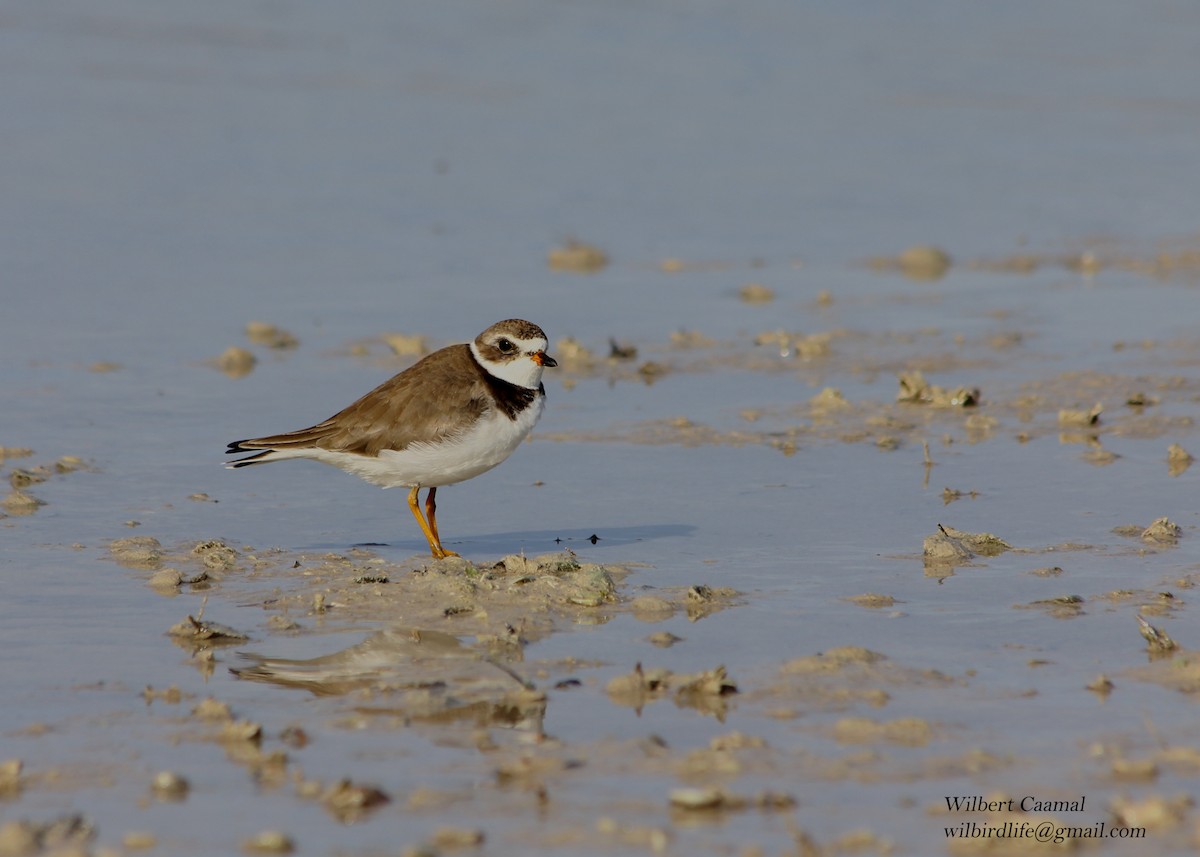 Semipalmated Plover - ML21584821