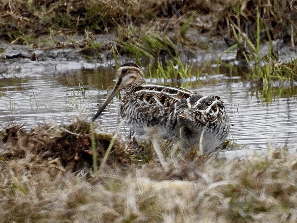 Wilson's Snipe - John Cook