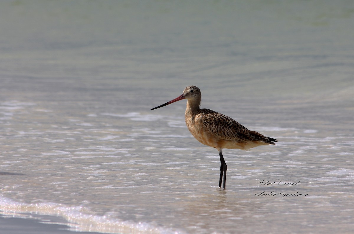 Marbled Godwit - ML21585061