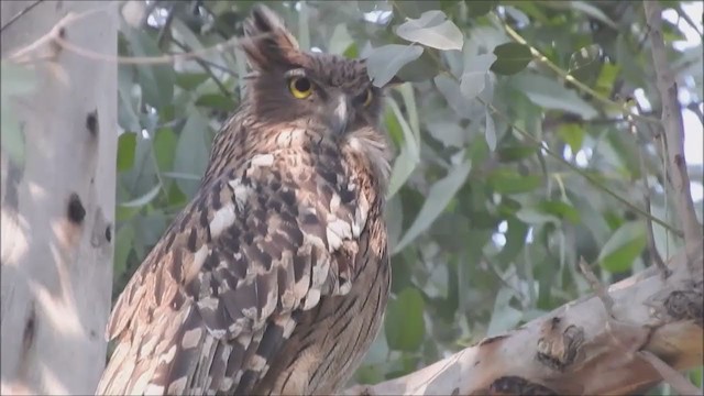 Brown Fish-Owl (Eastern) - ML215854411