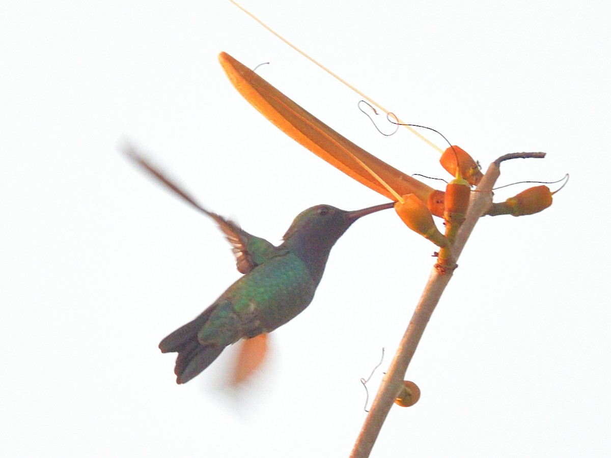 Sapphire-throated Hummingbird - ML215854921