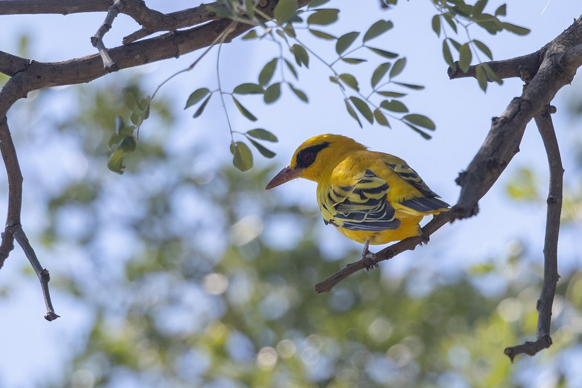 African Golden Oriole - Niall D Perrins