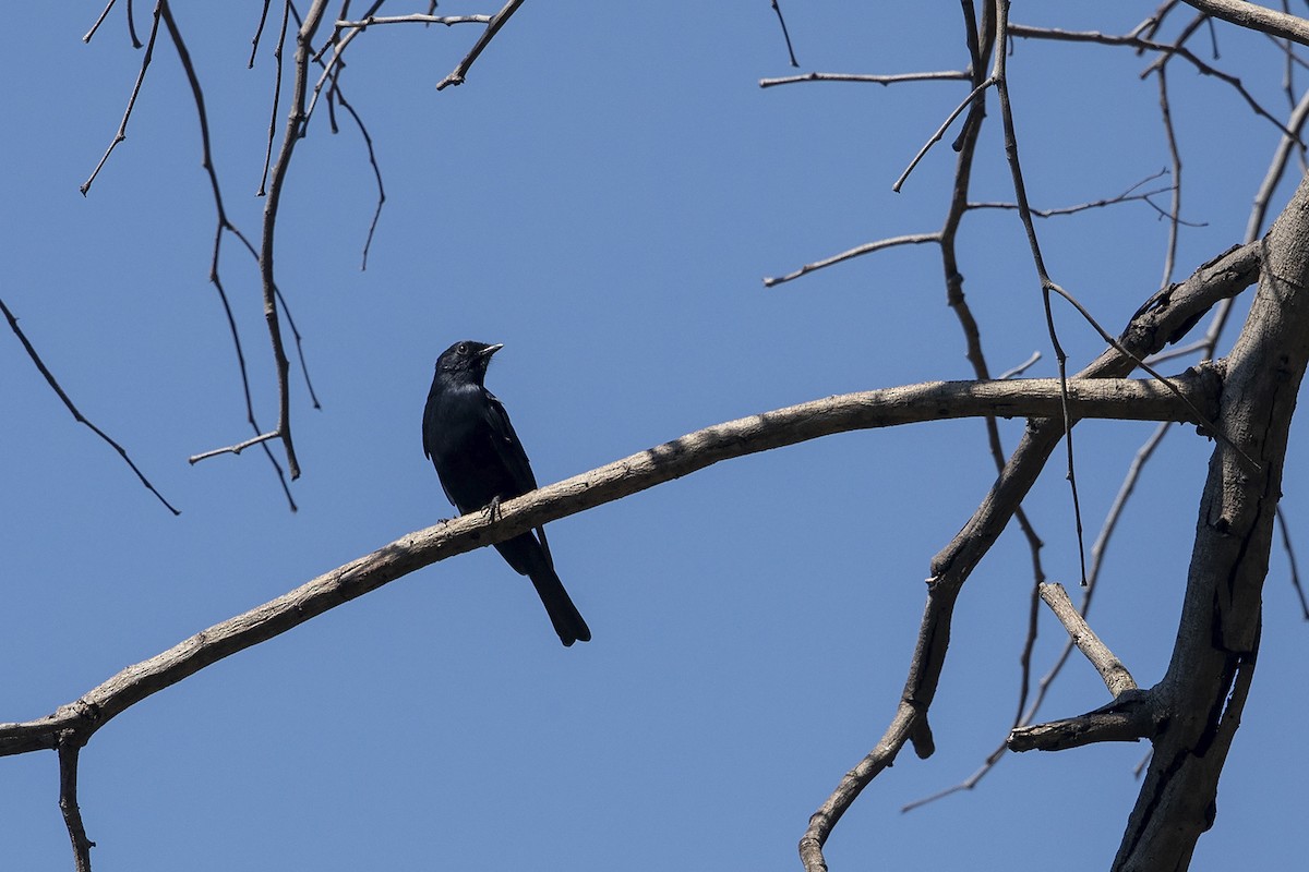 Southern Black-Flycatcher - ML215855101