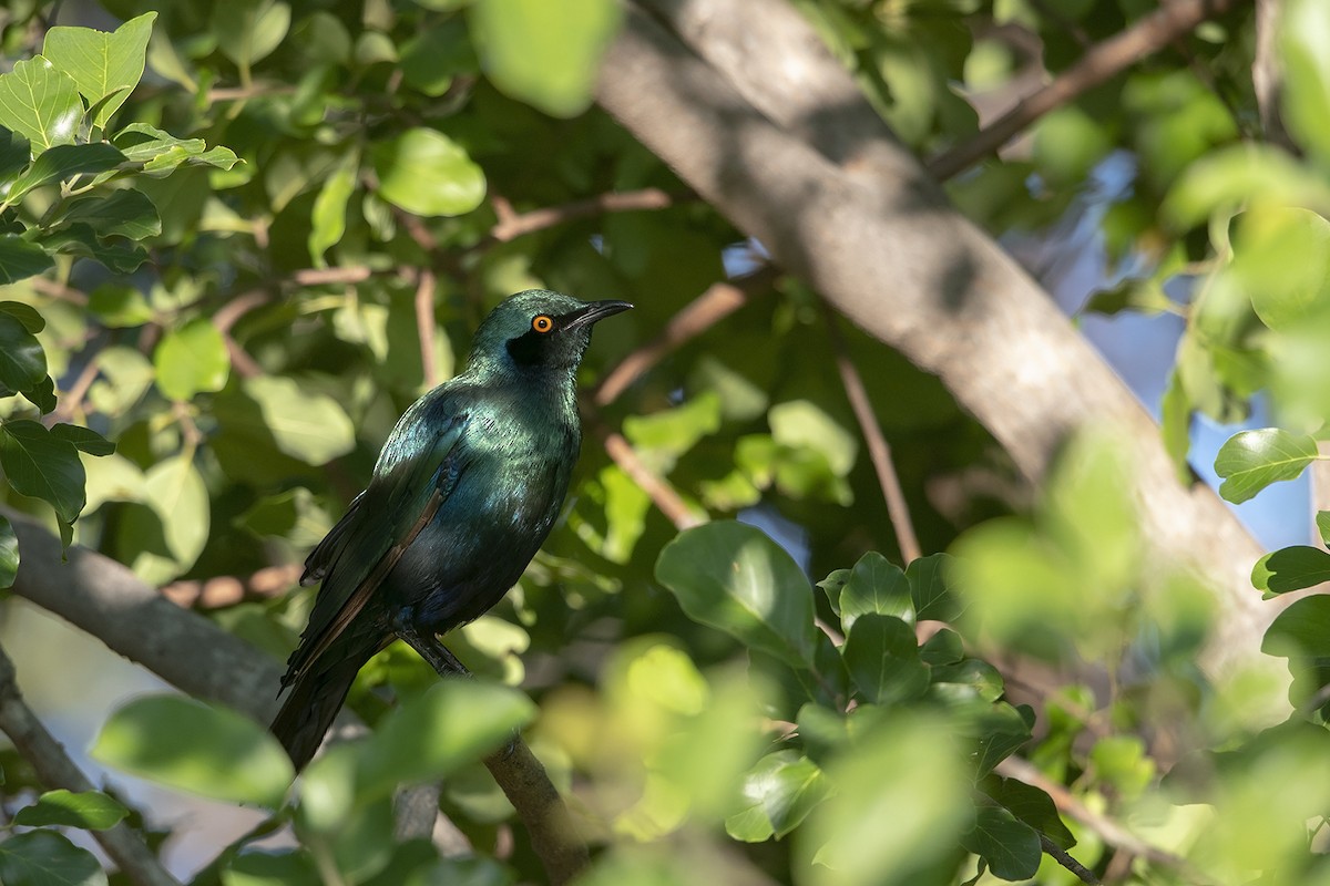 Greater Blue-eared Starling - ML215855391