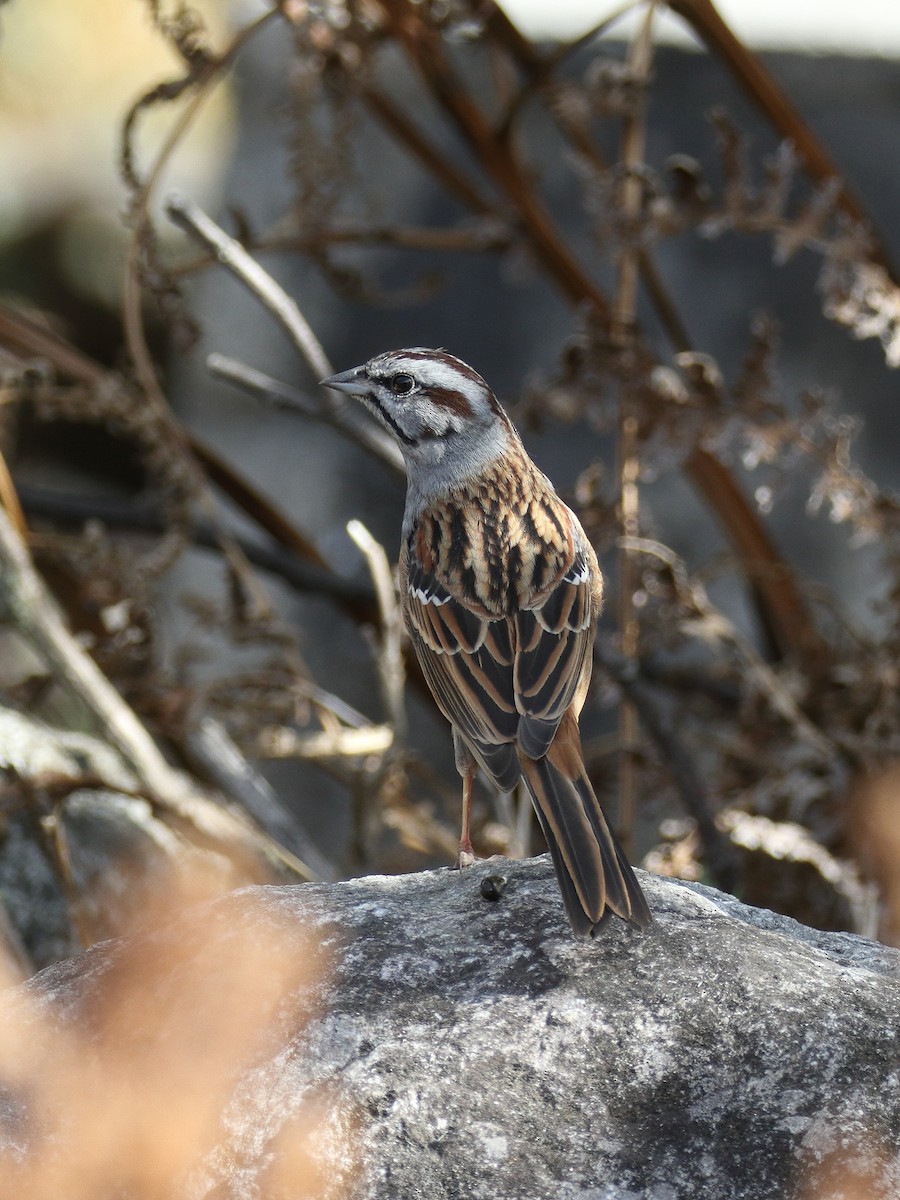 Godlewski's Bunting - ML215855461