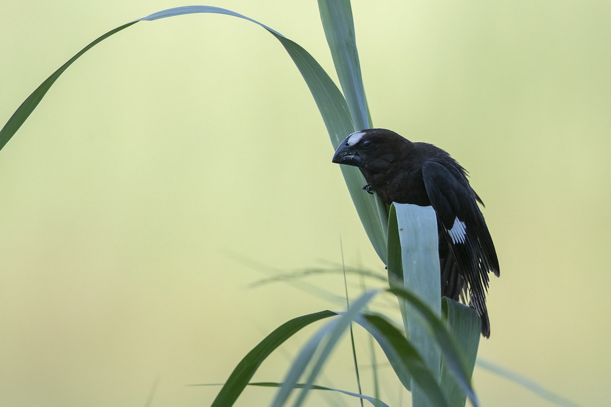 Grosbeak Weaver - ML215856201