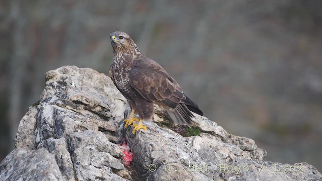 Common Buzzard - ML215856231