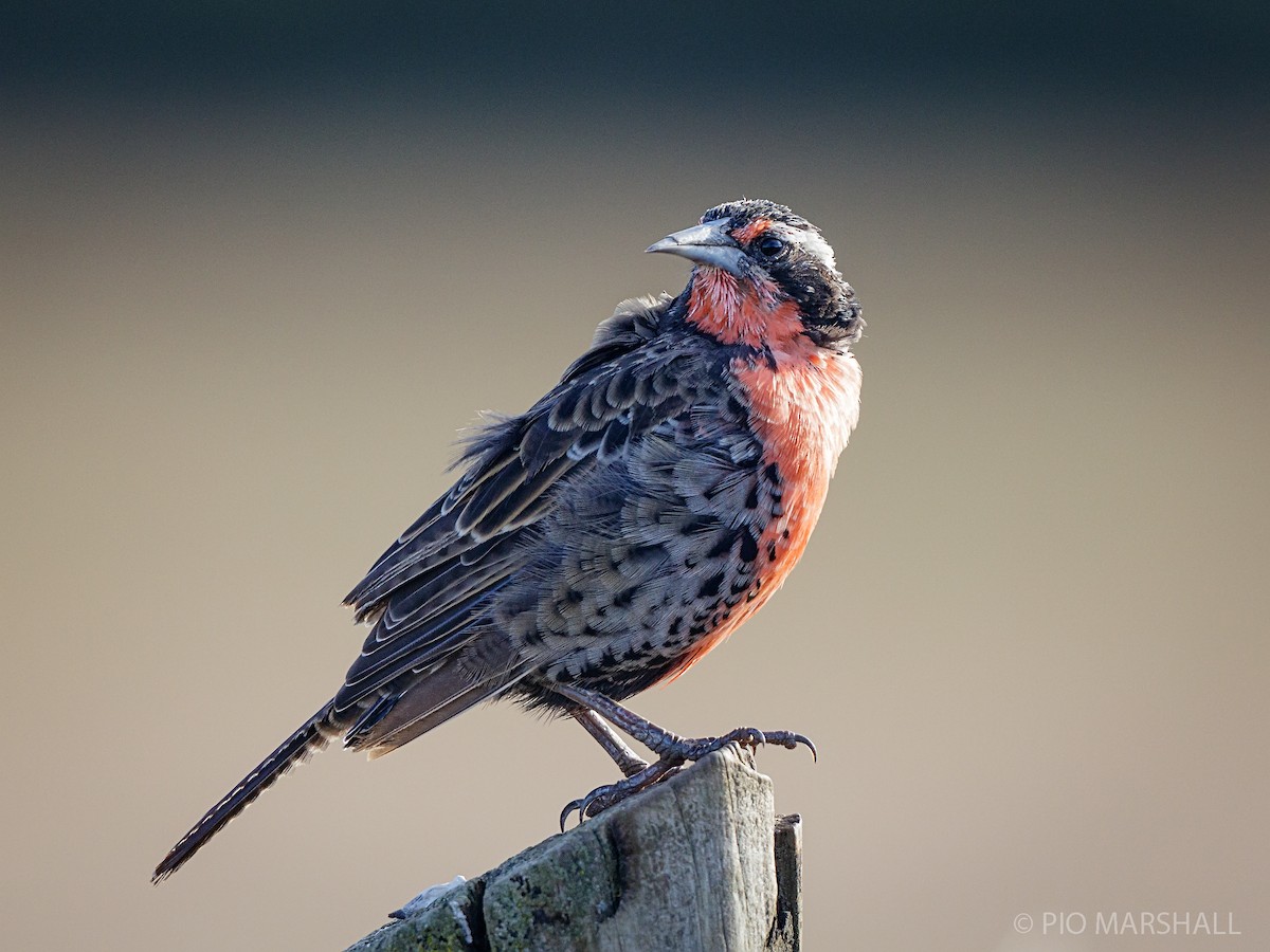 Long-tailed Meadowlark - ML215856941