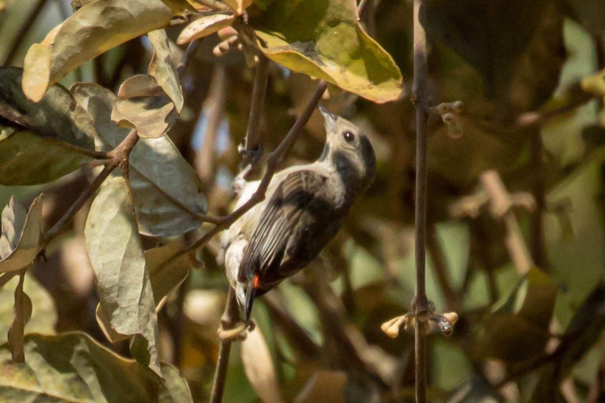 Scarlet-backed Flowerpecker - Michael Warner