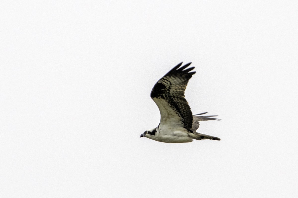 Osprey - ML215858081