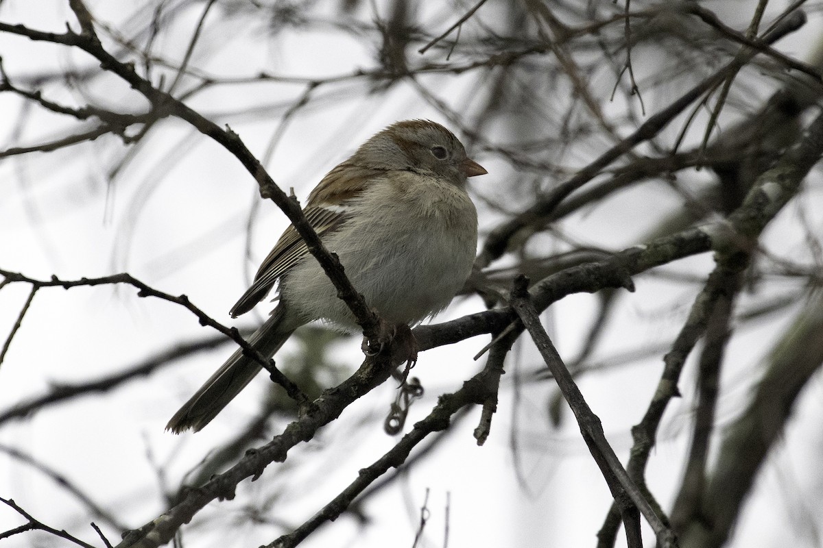 Field Sparrow - ML215858141