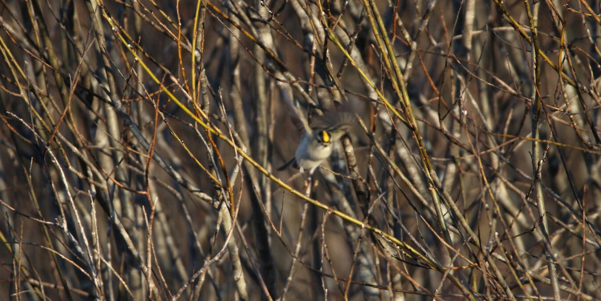 Golden-crowned Kinglet - Abraham Bowring